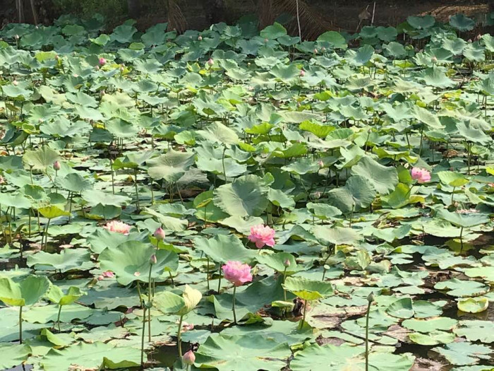 この池では出荷用の蓮を栽培
